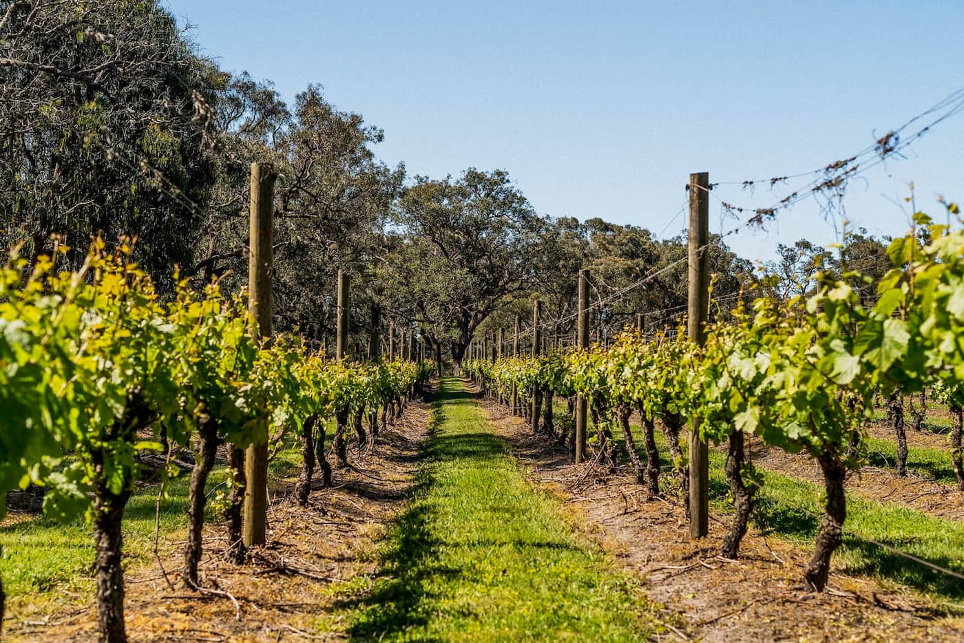Tanglewood Estate The Ninch Your Mornington Peninsula Guide